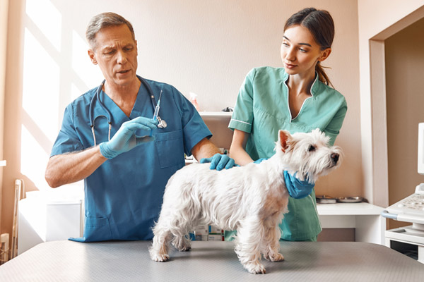 Auxiliar de Veterinário